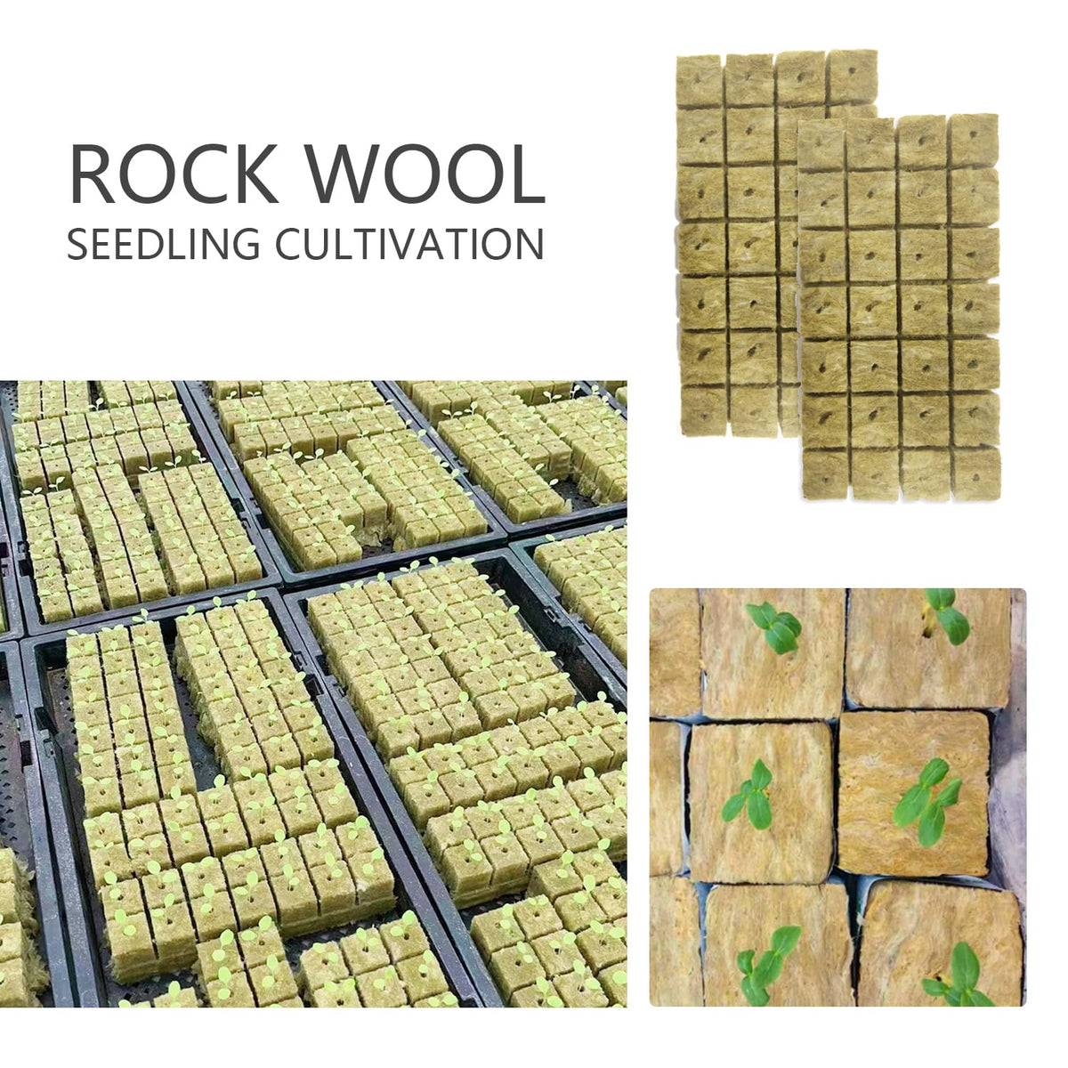 WANGSHQI rockwool cubes in a hydroponics system promoting cloning and growth