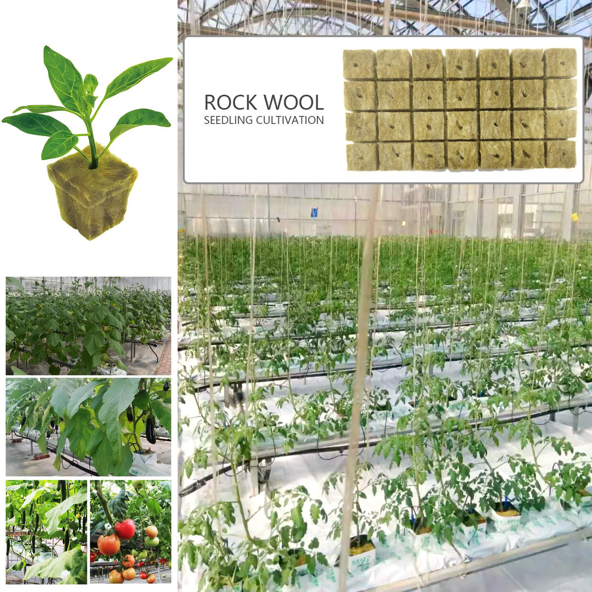 Rockwool cubes soaking in nutrient solution for seed germination