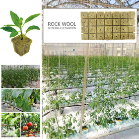Rockwool cubes soaking in nutrient solution for seed germination