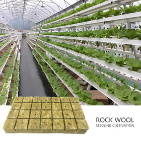 Rockwool Cubes ready for transplant in a hydroponic setup
