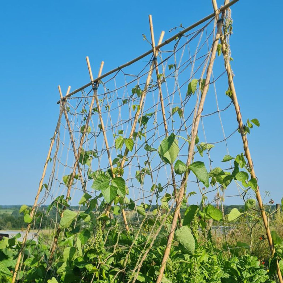 Wanseshyi natural climbing net supports cucumbers beans grapes and ornamentals