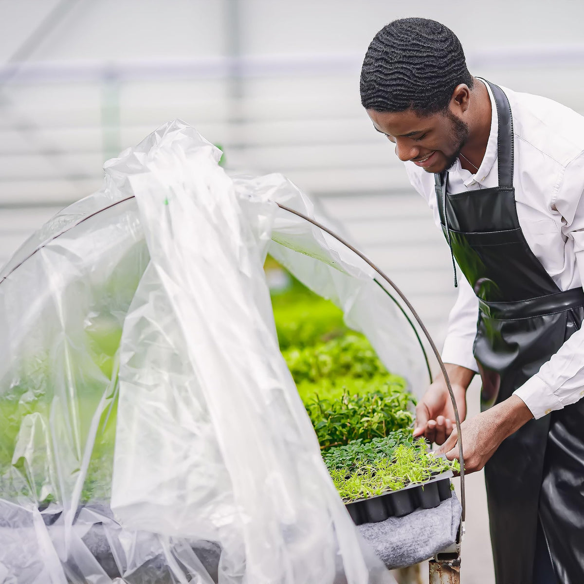Warmfarm even light transmission greenhouse film ensures uniform light for growth.