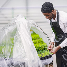 Warmfarm even light transmission greenhouse film ensures uniform light for growth.