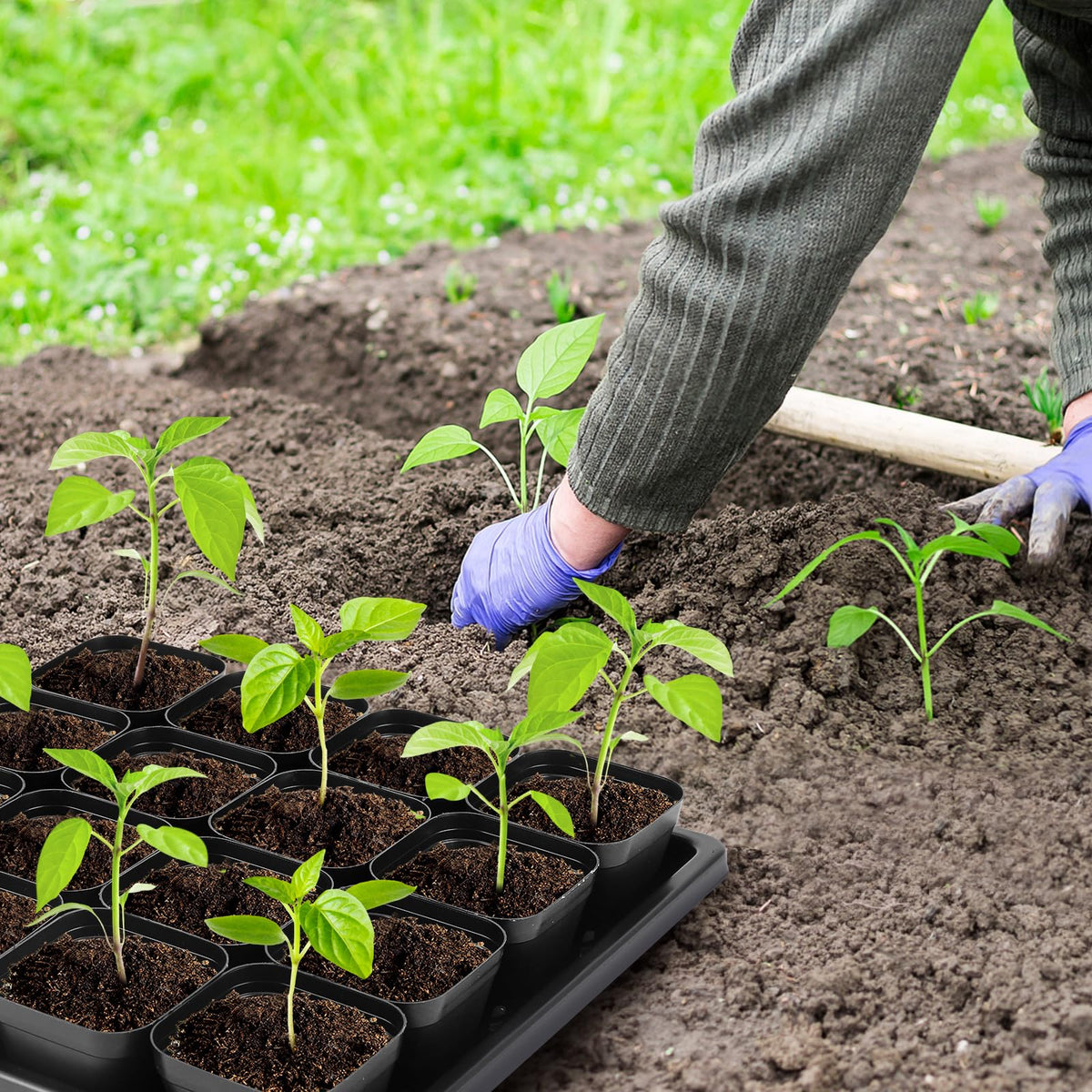 Warmfarm removable 2.6-inch pots enable stress-free transplanting.