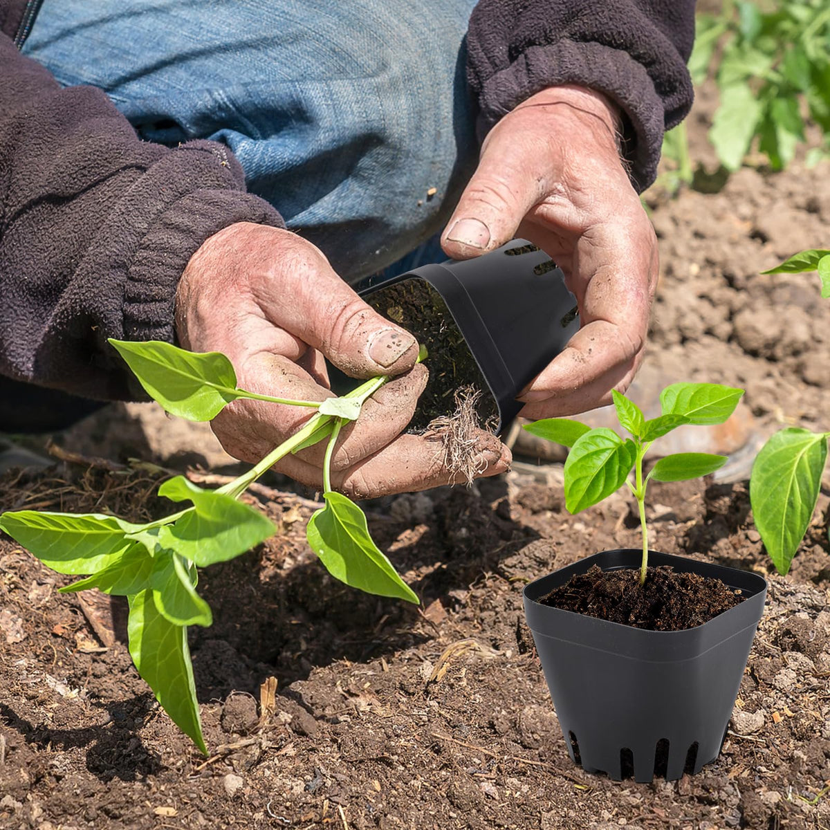 Warmfarm seedling tray with drainage supports healthy roots and easy watering.