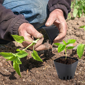 Warmfarm seedling tray with drainage supports healthy roots and easy watering.