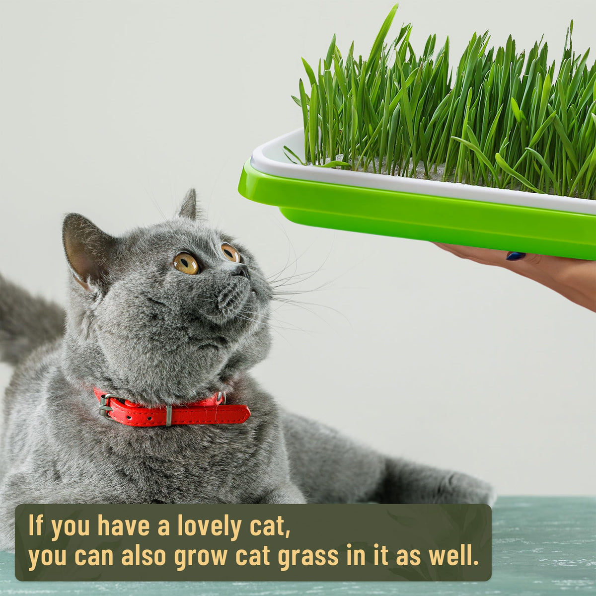 WarmFarm soil-free wheatgrass tray fosters quick greens growth in kitchens