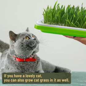 WarmFarm soil-free wheatgrass tray fosters quick greens growth in kitchens