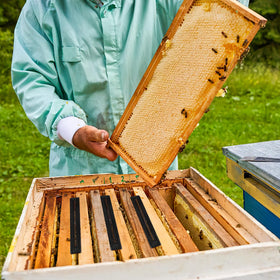 WAYASDCU trap beehives bulk supply, reinforced for routine inspections and tasks.