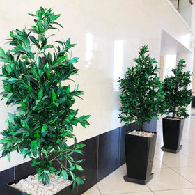 WAYNHUI square plant saucer versatile for flowers grasses and herbs