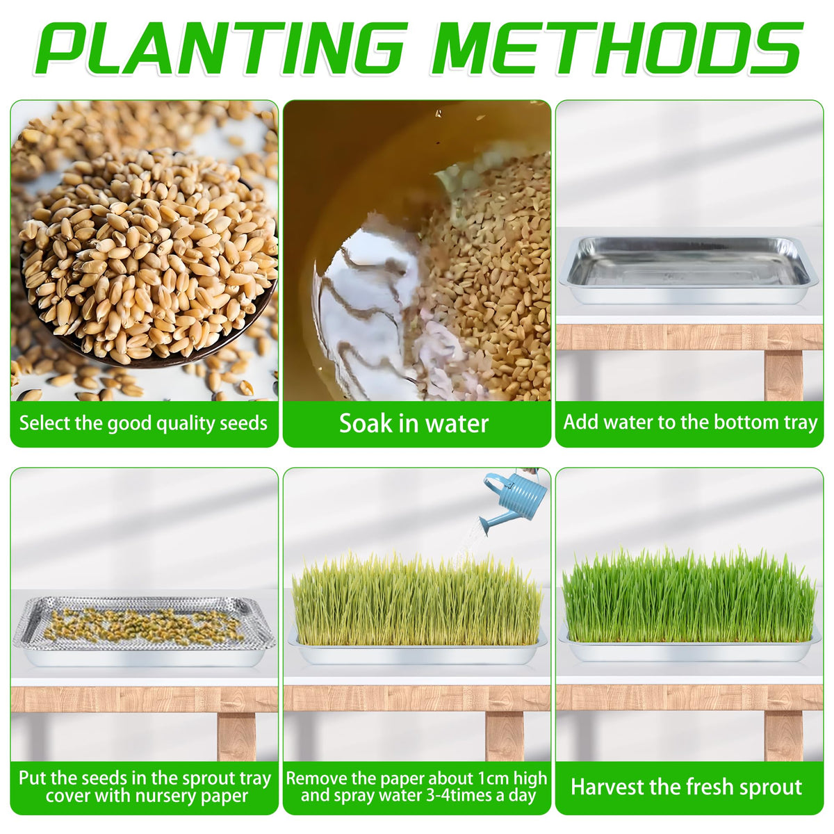 WBCBEC seed trays germinating indoors with even light exposure