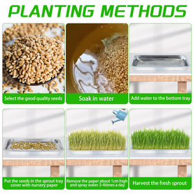 WBCBEC seed trays germinating indoors with even light exposure