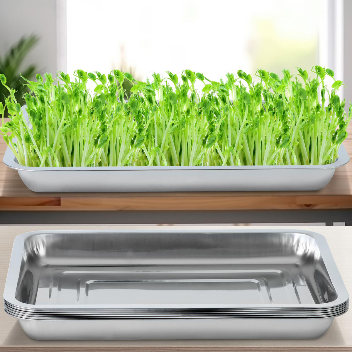 WBCBEC seed trays support microgreens, herbs, and lettuce growth