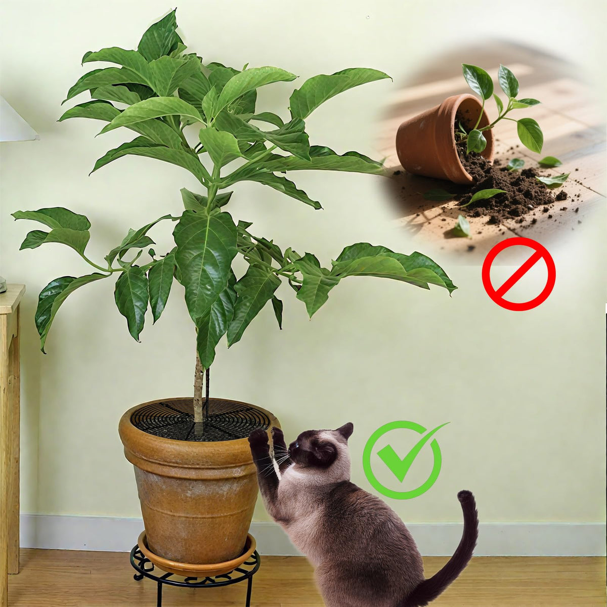 WBNYX indoor outdoor use keeps seedlings protected from pets.