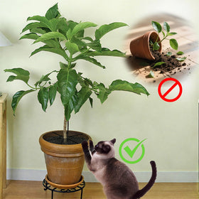 WBNYX indoor outdoor use keeps seedlings protected from pets.