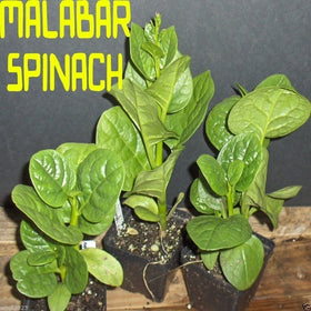 wbut2023 harvest-ready Malabar spinach leaves suitable for salads and stir-fries