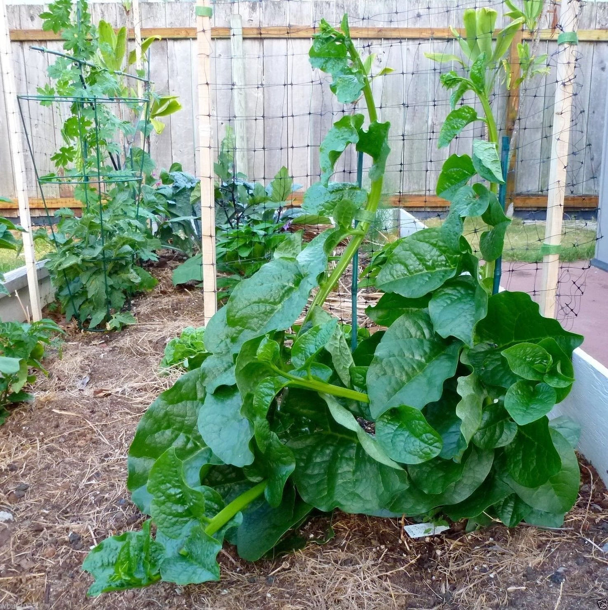 wbut2023 green Malabar spinach seeds packet ready for planting and early harvest