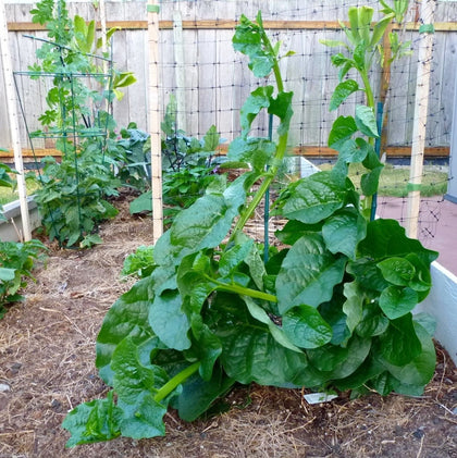wbut2023 green Malabar spinach seeds packet ready for planting and early harvest