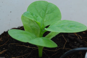 wbut2023 green Malabar spinach leaves climbing on trellis for space-saving greens