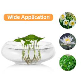 WCFOA desktop aquarium bowl for compact aquatic scenes.
