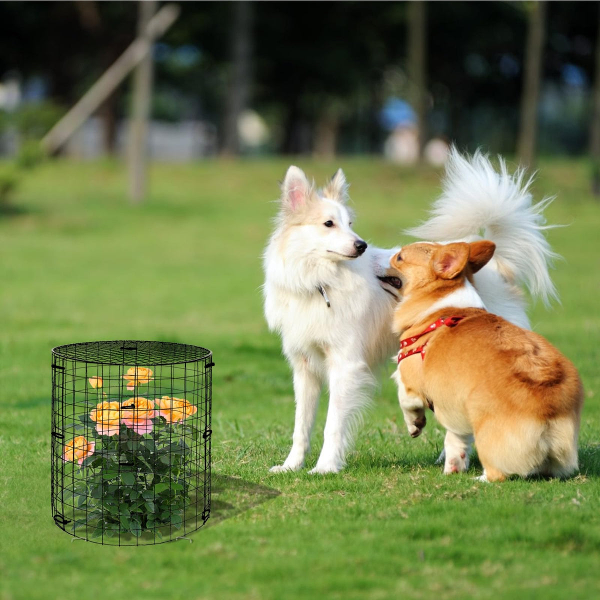 WDBG packaging shows components for six cages included in the set.