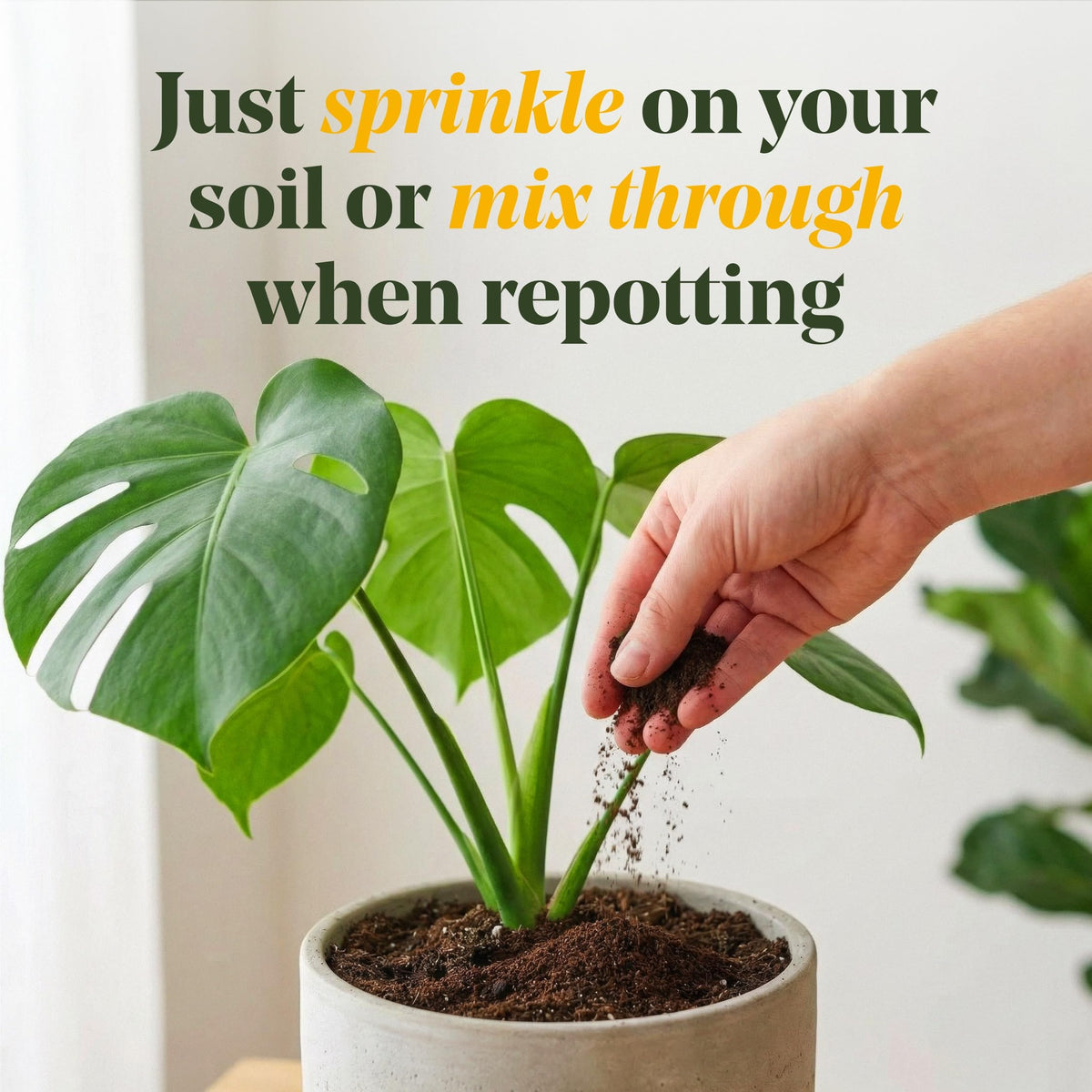 Orchids and peace lilies benefit from WE THE WILD Enrich Powder rooting support
