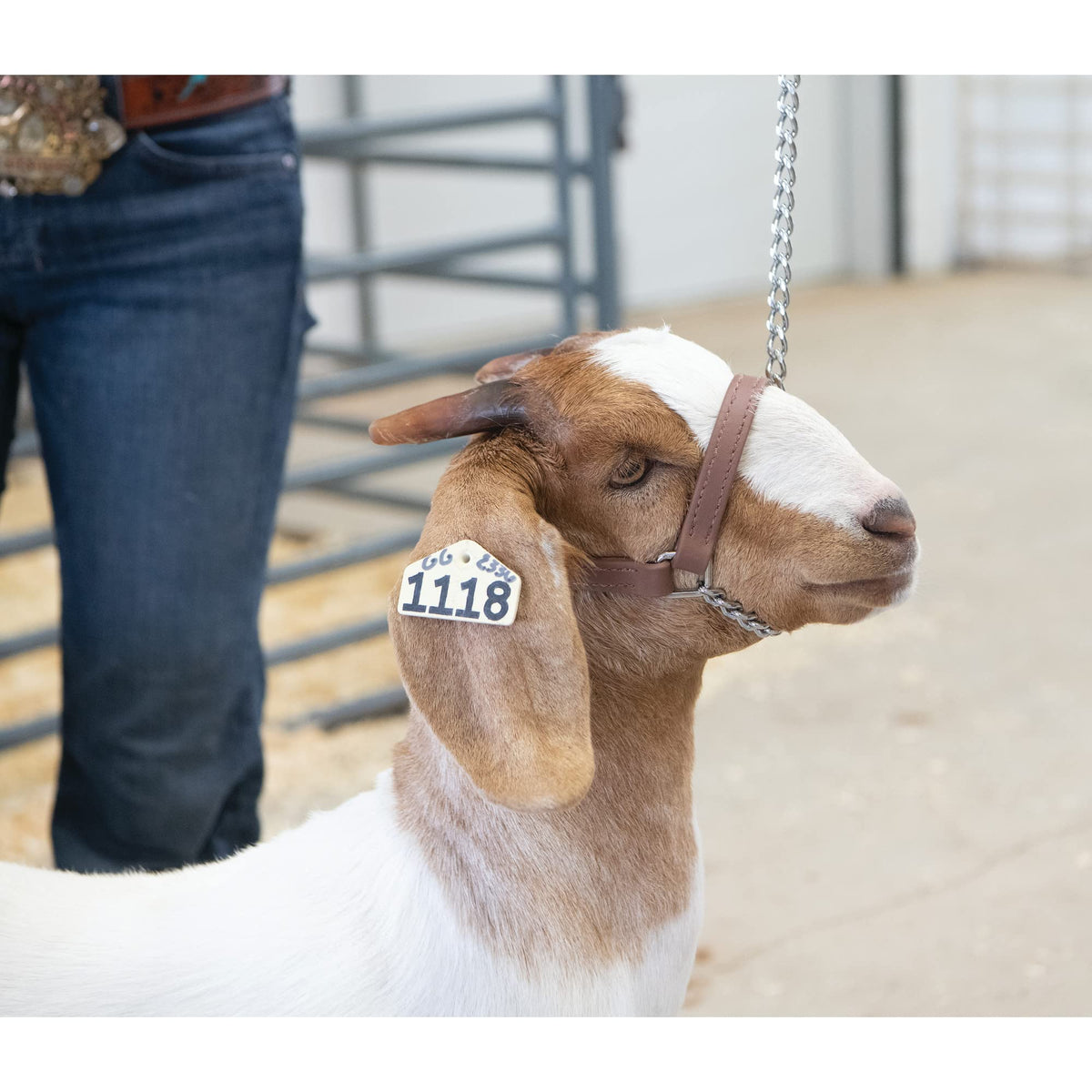 Weaver Leather Livestock goat halter with Brahma Webb lead illustrating durability and easy cleaning