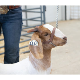 Weaver Leather Livestock goat halter with Brahma Webb lead illustrating durability and easy cleaning