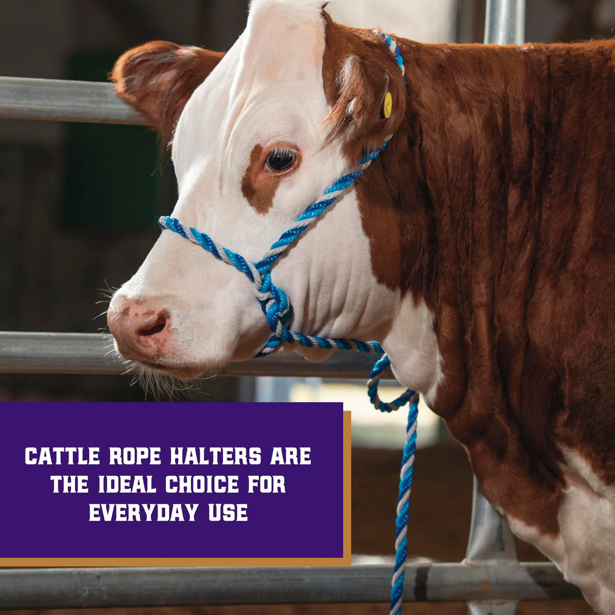 Weaver Livestock adjustable cattle halter for comfortable control