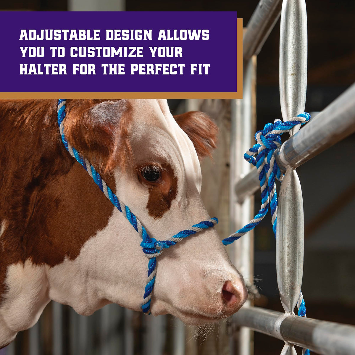 Weaver Livestock multicolor cow halter for versatile training