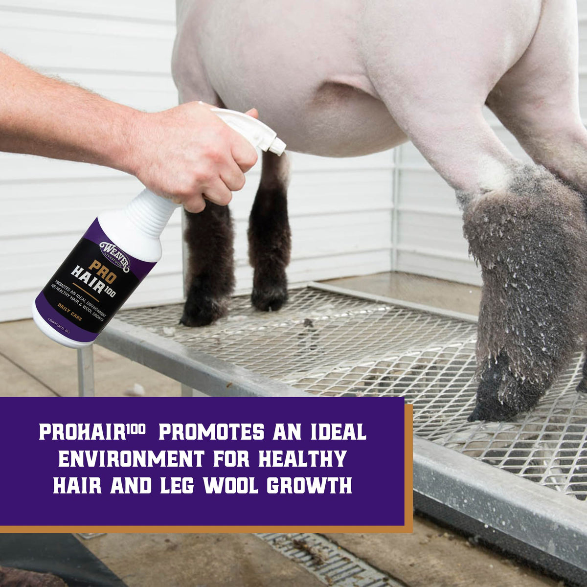 Weaver Livestock ProHair100 coat application demonstrates nourishing conditioning in action
