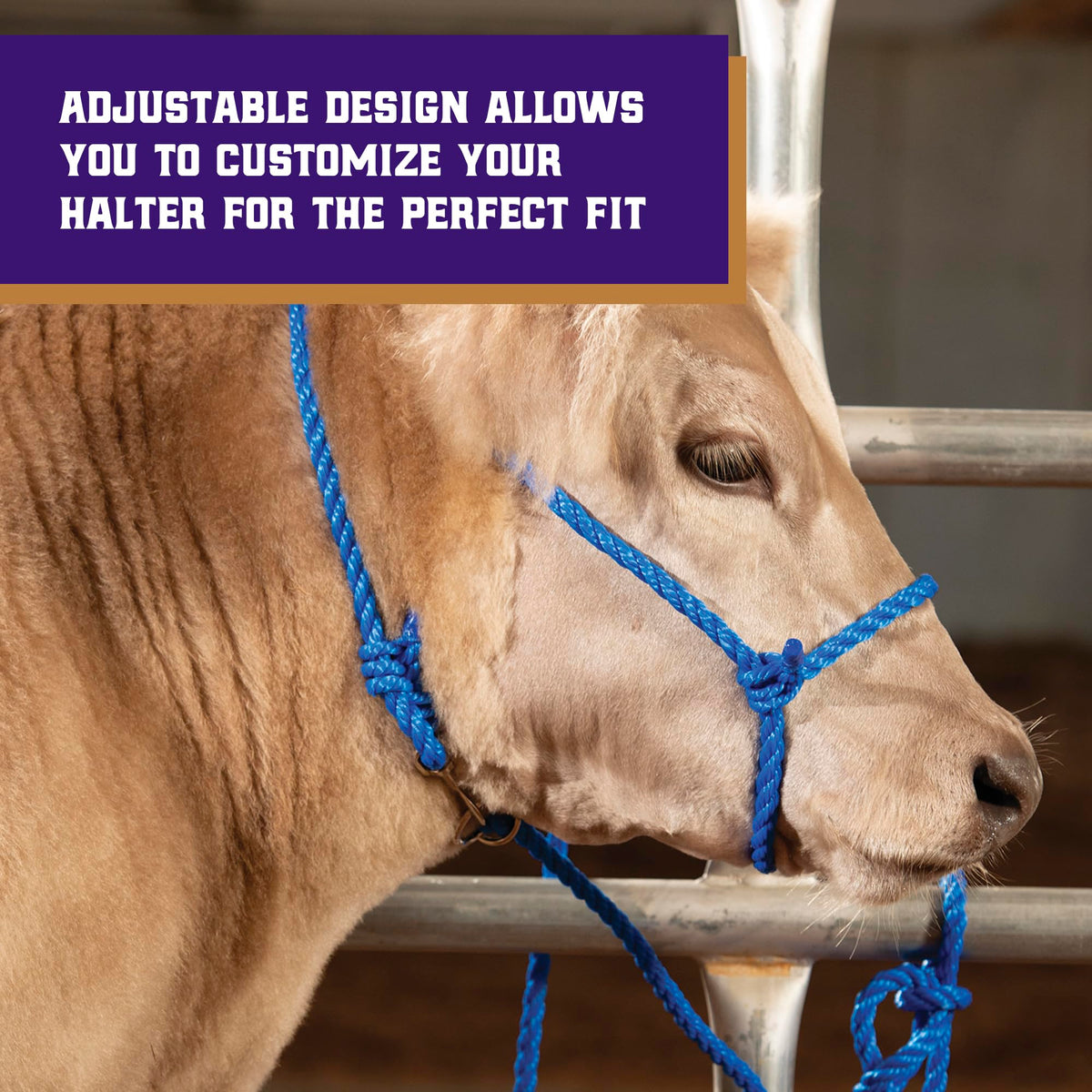 Weaver modern style cattle halter offers a professional appearance for showing.