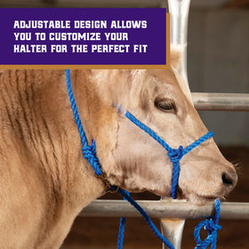 Weaver modern style cattle halter offers a professional appearance for showing.