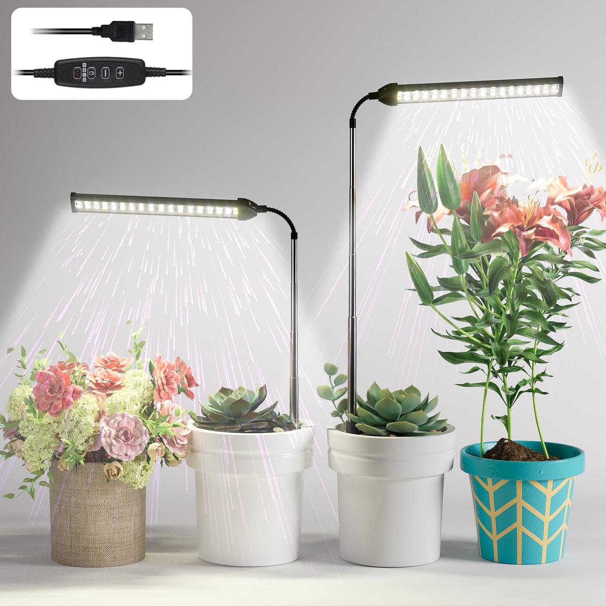 WeeLeeGoo indoor plants like succulents and bonsai receive balanced light