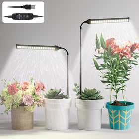 WeeLeeGoo indoor plants like succulents and bonsai receive balanced light