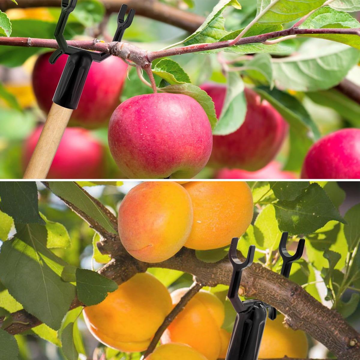 West Bay versatile garden brace system fits vineyards, orchards, and ornamental plants