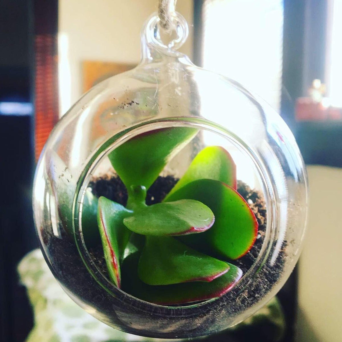 WGVI DIY mini garden terrarium globe for creative plant displays