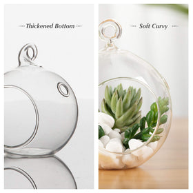 WGVI glass sphere holding an air plant, ideal for a compact DIY garden.