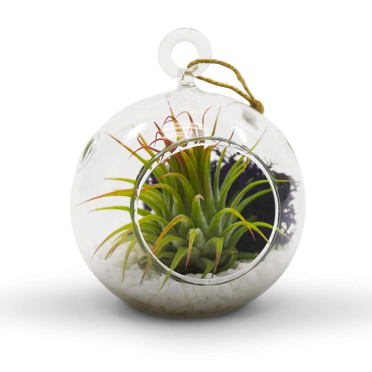 WGVI hanging terrarium globe designed with two side holes for watering access
