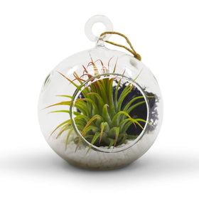 WGVI hanging terrarium globe designed with two side holes for watering access