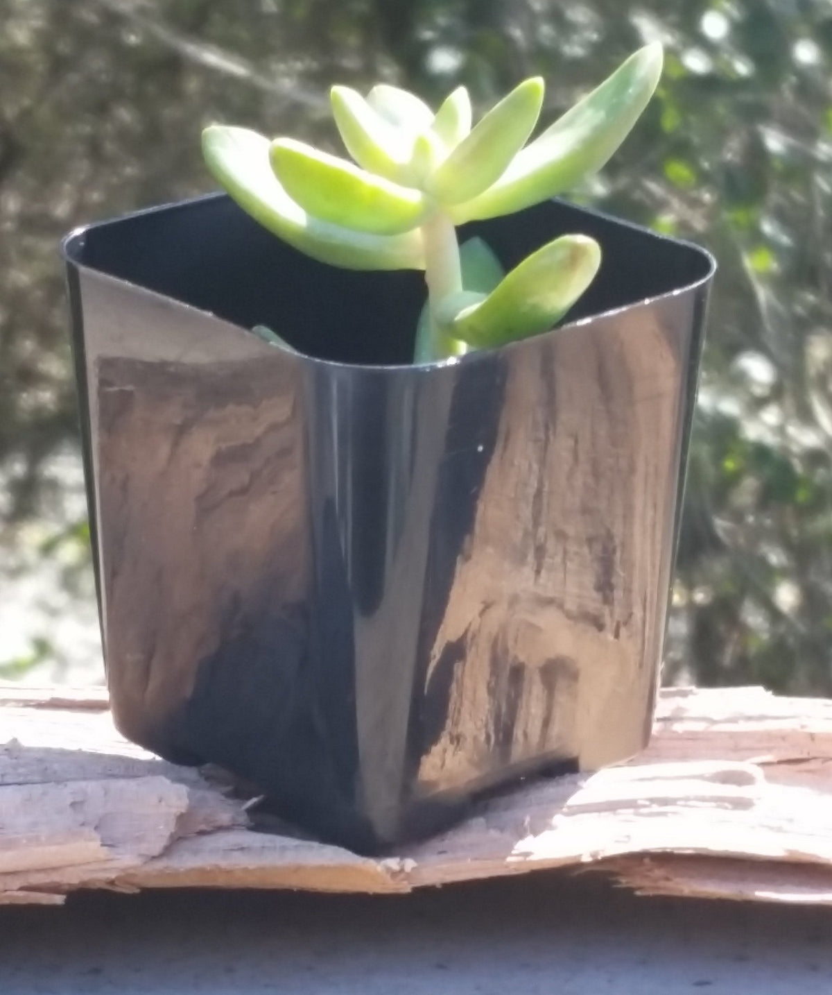 WH Garden Supply 2-inch square pot showing drainage holes for watering control