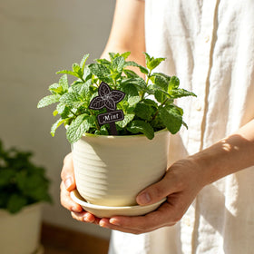 Whaline markers suit indoor, outdoor, and greenhouse setups with ease.