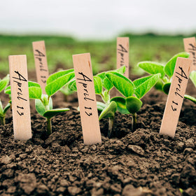 Whaline mini-greenhouse markers help organize seedlings clearly