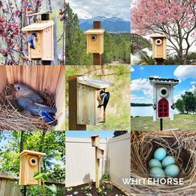 WHITEHORSE entry hole designed for bluebirds and small songbirds