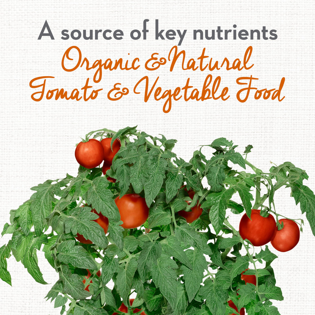 Whitney Farms Organic Tomato Food granules on soil promoting even coverage.
