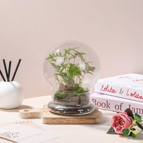 WHJY clear glass dome is easy to wipe for a tidy plant display.