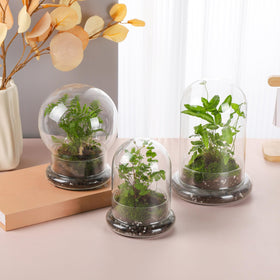 WHJY display dome houses tiny specimens or DIY miniature landscapes.