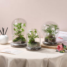 WHJY glass cloche on windowsill creates a striking natural focal point.