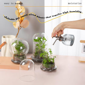 WHJY cloche and base ideal for mosses and other humidity-loving plants.