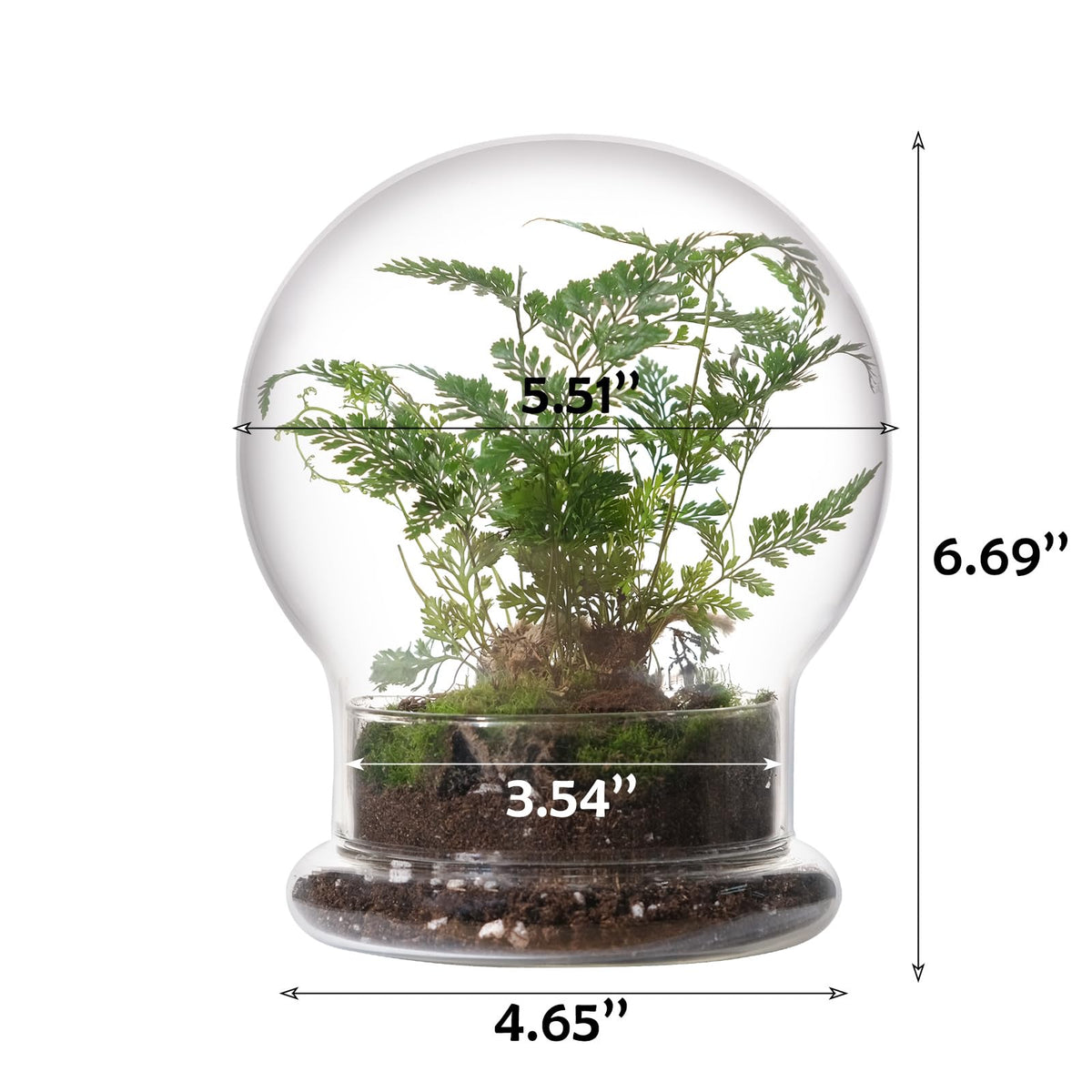 WHJY mini terrarium dome displayed on a shelf enhances interior decor.